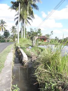 rice irrigation system