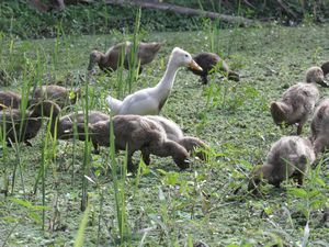 ducks having lunch in the rice field