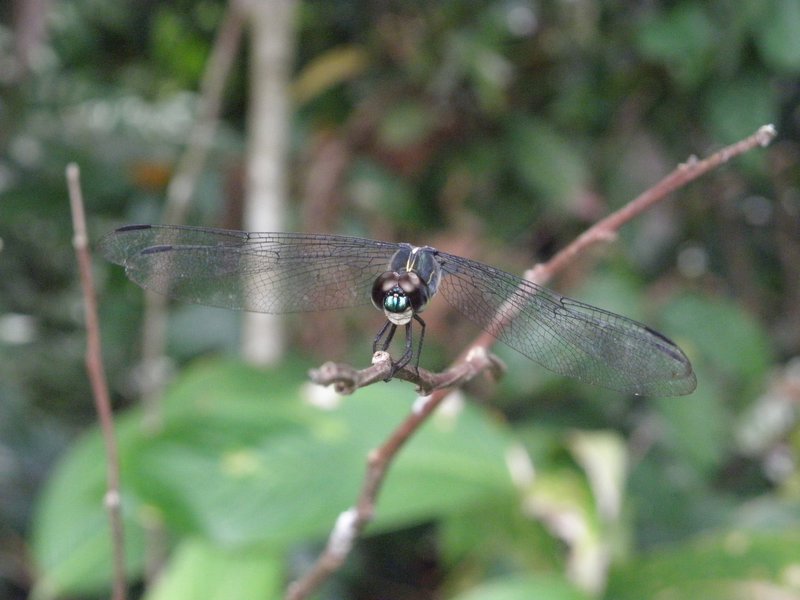 grey Dragonfly..almost smiling!