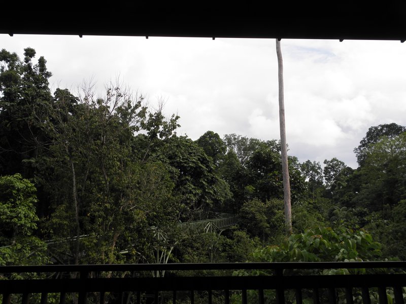 view of the jungle