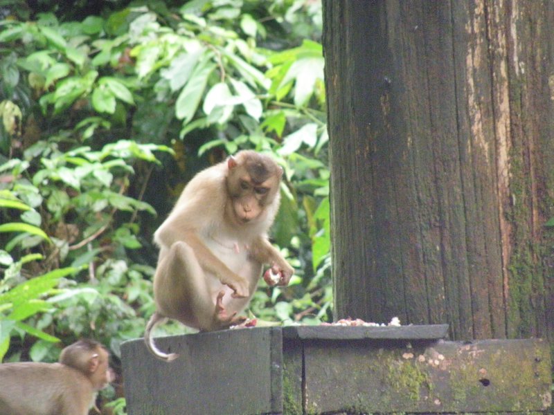 Monkeys trying to have some lunch too