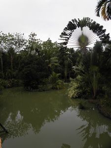 view fro Sepilok jungle Resort