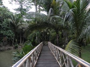 view fro Sepilok jungle Resort