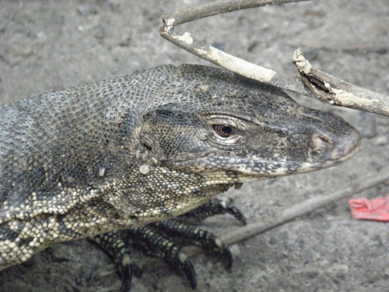 Monitor Lizard