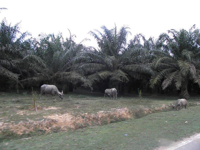 palm oil trees everywhere