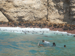 Sea-lions
