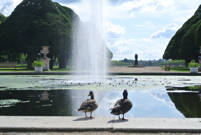 Love Birds at Hampton Court
