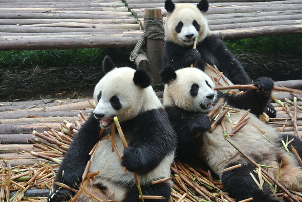 A Pile of Pandas