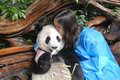 Kissing a Panda Bear