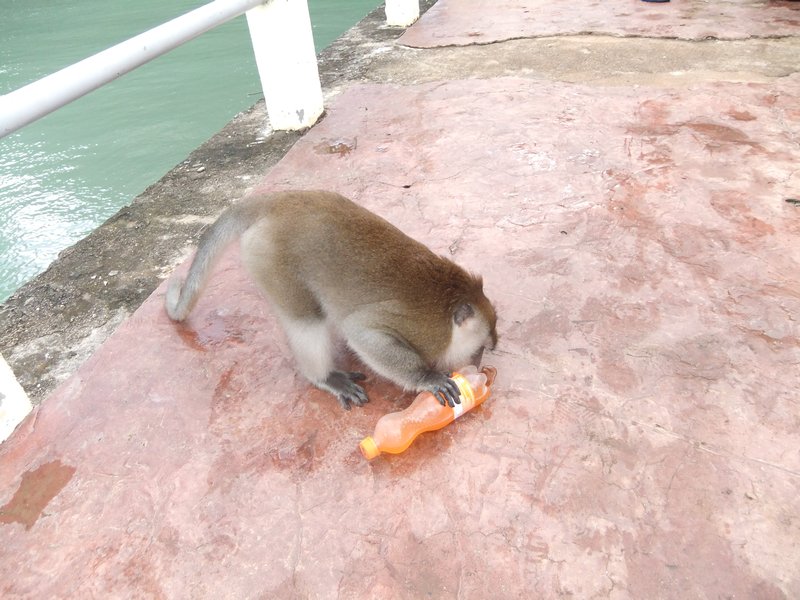 Evil monkey stealing my fanta on Langkawi Island