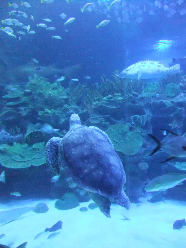 turtle at sealife centre