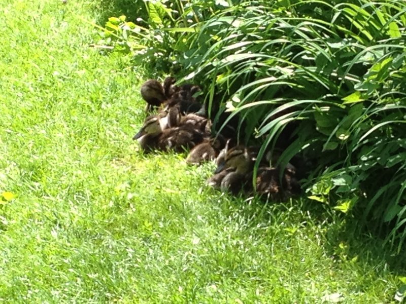 Ducklings hiding in the greenery