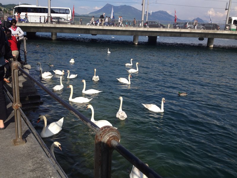 Swans on the River Reuss