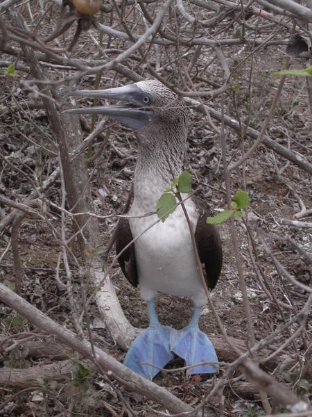 a blue-footed booby!