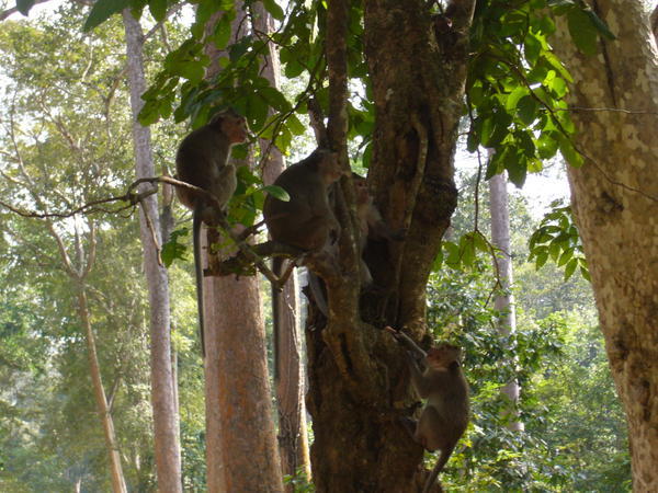 Monkey's around Ankgor Wat
