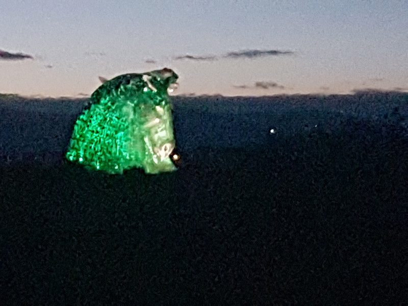 Kelpies zoom from first sight