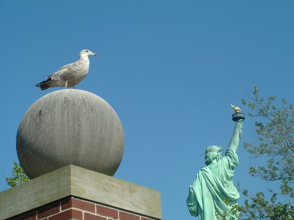 Sea gulls in Liberty island