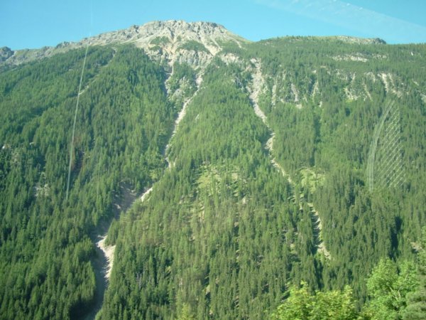 Coniferous forests with deep gorges