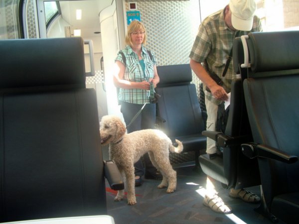 Sheep dog on the train