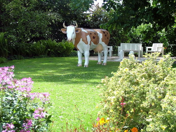 Cow in my hotel garden