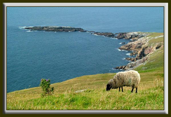 Sheeps on the Cliffs