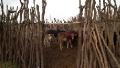 Masai cattle inside the fence for night