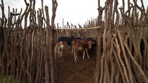 Masai cattle inside the fence for night