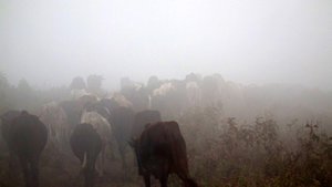Cattles in the mist