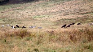 Zeebras and wildebeasts