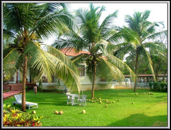 Coconut trees in the hotel