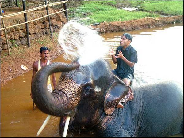 Elephant wash