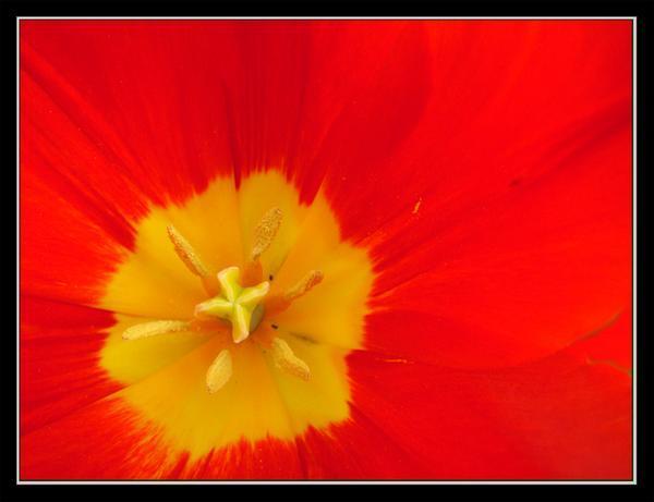 Ultra closeup - inside the tulip
