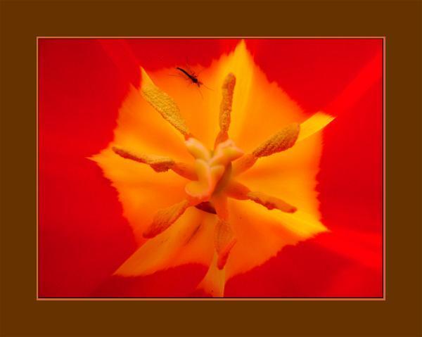 Ultra closeup - inside the tulip