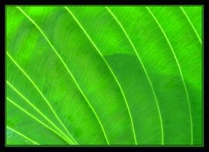 Refreshing green leaf