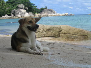 Life as a Dog in Koh Tao