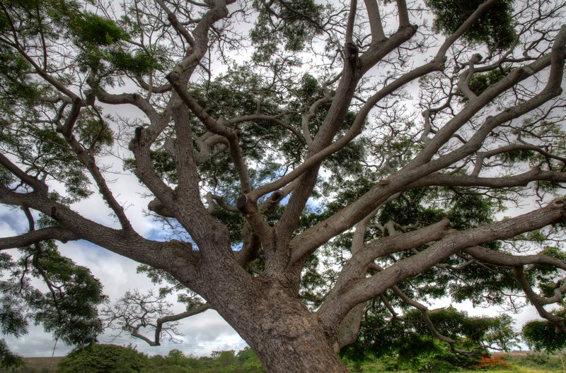 Haleiwa Tree