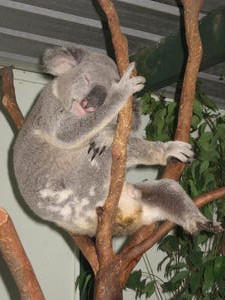 The last koala out of Australia