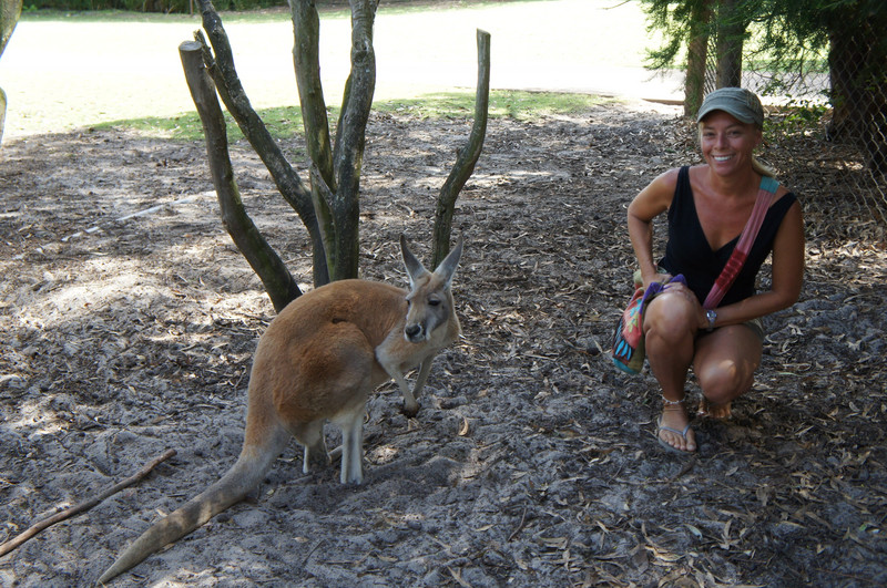 A friendly kangaroo at Caversham Wildlife Park