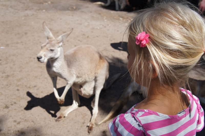 Kyla isn’t sure what to think of the kangaroos