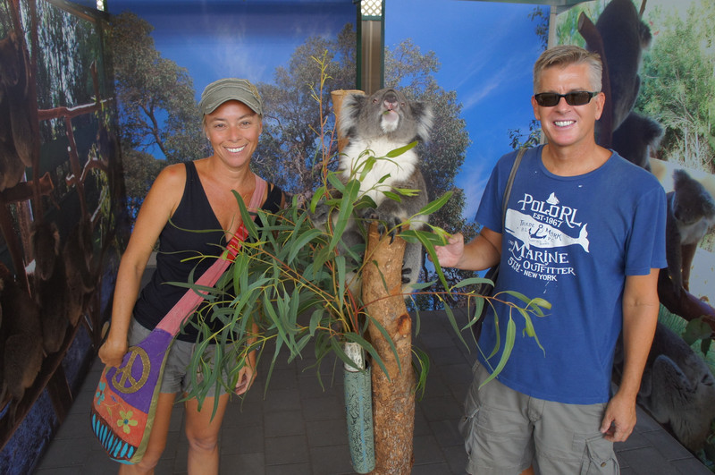 The koala picture!