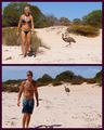 Emu wandering along the beach