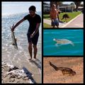 Wildlife of Monkey Mia (don’t worry, the fisherman released the poor shark!)