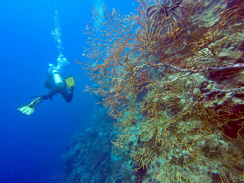 Diving on the sheer coral encrusted walls around Cabilao Island 