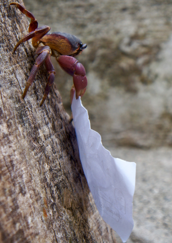 This cheeky crab stole the clue!