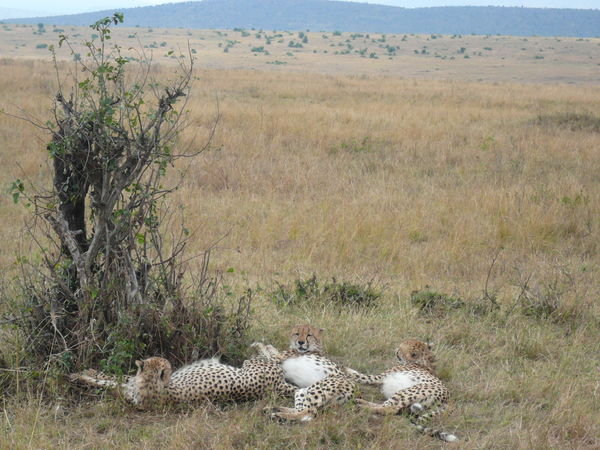 Three Lazy Cheetahs
