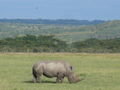 The white rhino is the star of Nakuru