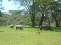 More rhinos - look out, gazelle!