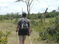 Scott approaching a herd of giraffe