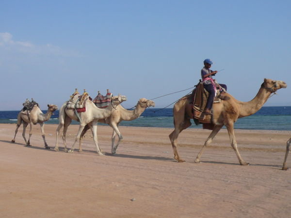 Bedouin boys transporting camels to meet the next load of tourists