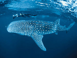 The mighty whaleshark, Donsol